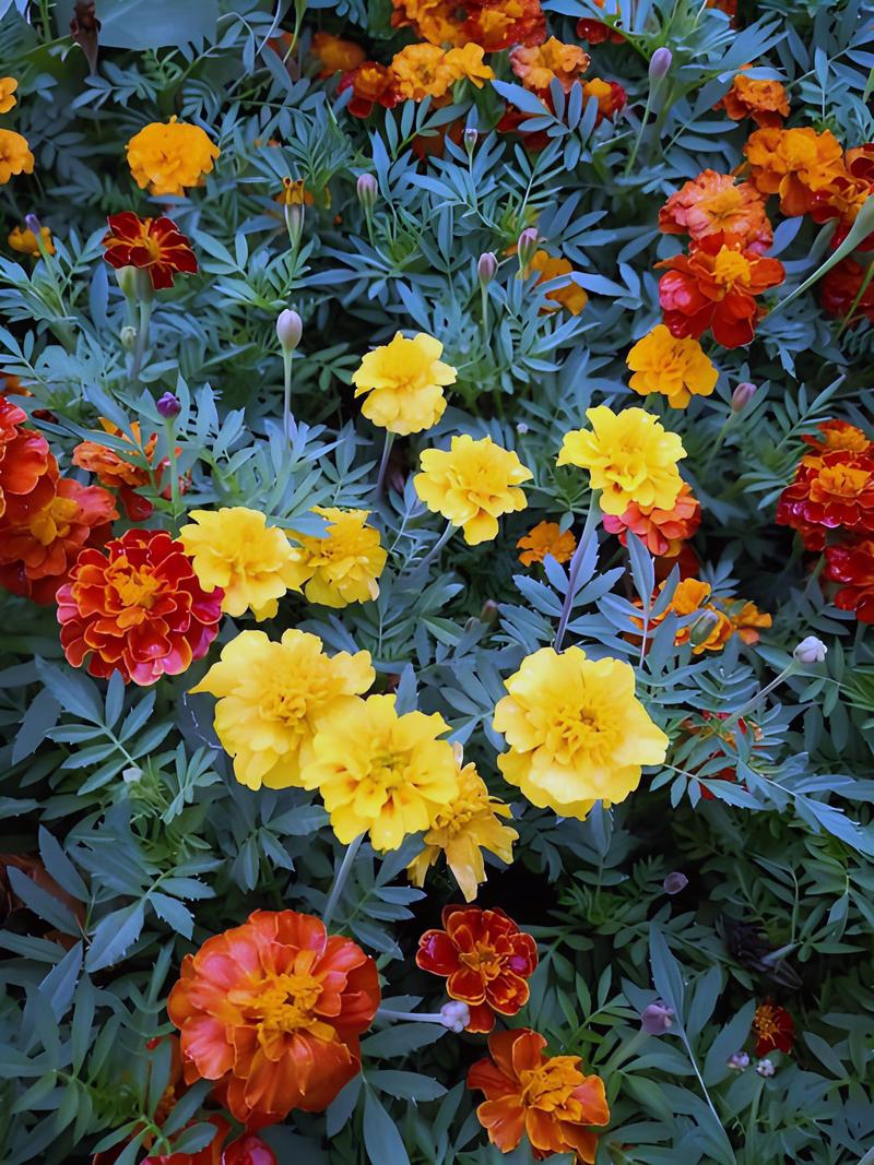 孔雀草的花语和象征意义？孔雀草的花语和象征意义作文？-第3张图片-优品飞百科