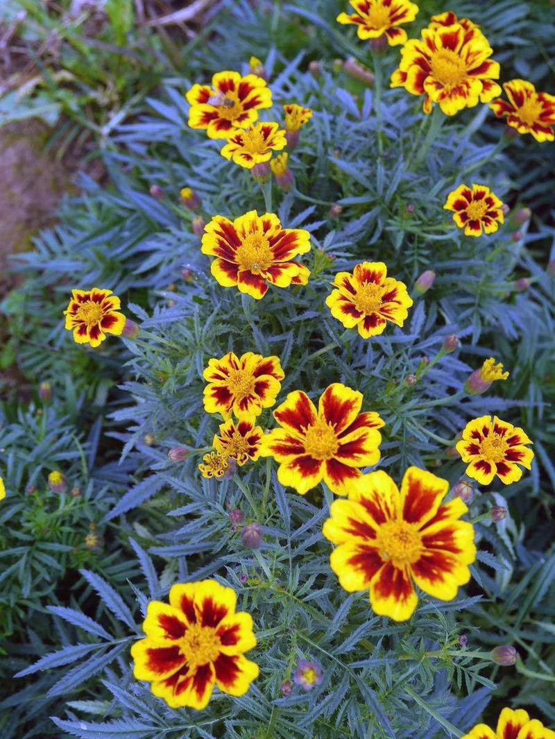 孔雀草的花语和象征意义？孔雀草的花语和象征意义作文？-第4张图片-优品飞百科