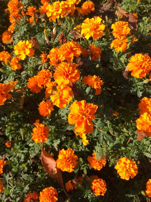 孔雀草的花语和象征意义？孔雀草的花语和象征意义作文？-第5张图片-优品飞百科