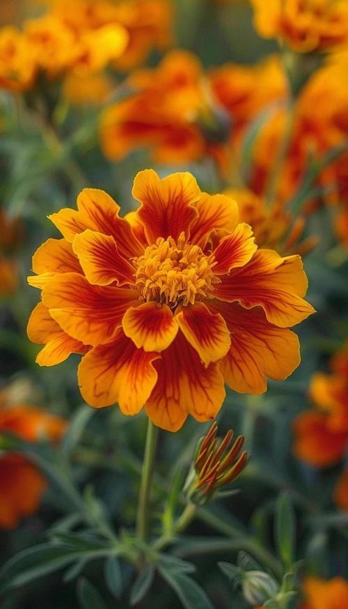 孔雀草的花语和象征意义？孔雀草的花语和象征意义作文？-第7张图片-优品飞百科