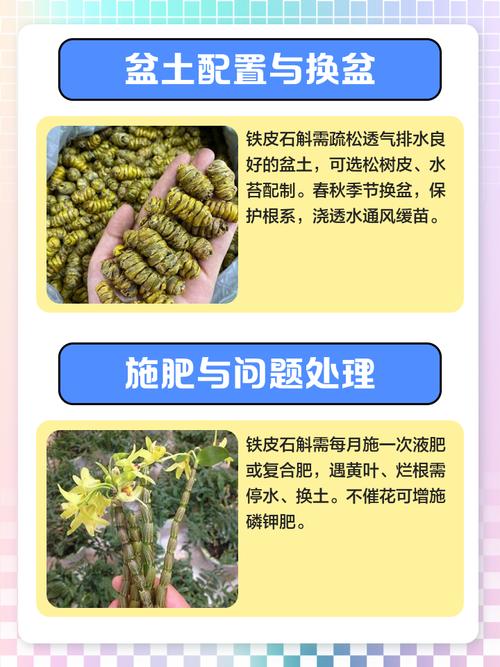 家养铁皮石斛怎么繁殖，铁皮石斛繁殖成活率高吗，铁皮石斛育种方法？-第1张图片-优品飞百科