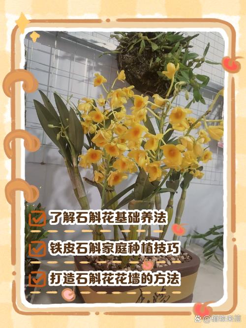 家养铁皮石斛怎么繁殖，铁皮石斛繁殖成活率高吗，铁皮石斛育种方法？-第2张图片-优品飞百科