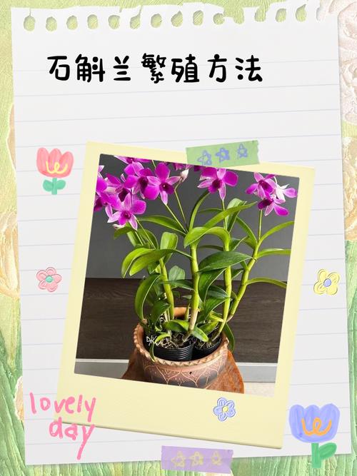 家养铁皮石斛怎么繁殖，铁皮石斛繁殖成活率高吗，铁皮石斛育种方法？-第3张图片-优品飞百科