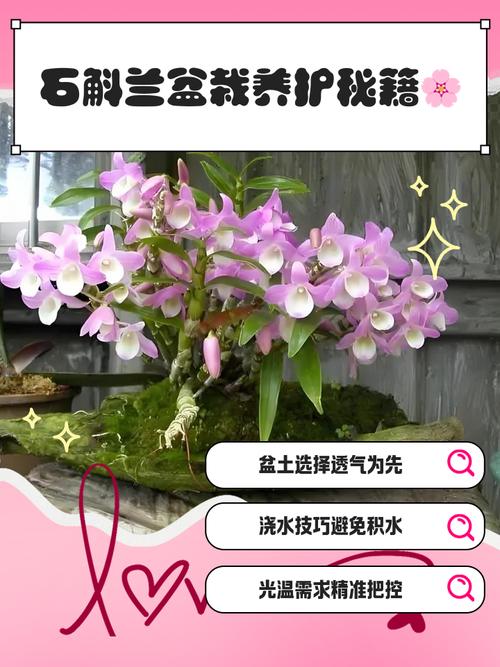 家养铁皮石斛怎么繁殖，铁皮石斛繁殖成活率高吗，铁皮石斛育种方法？-第6张图片-优品飞百科