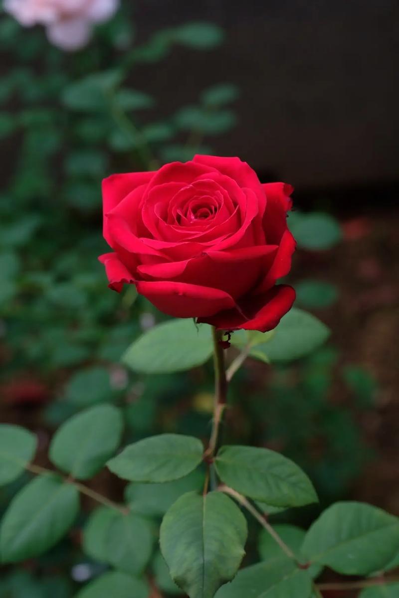 大花浓香型月季品种，大花浓香型月季品种有哪些？-第1张图片-优品飞百科