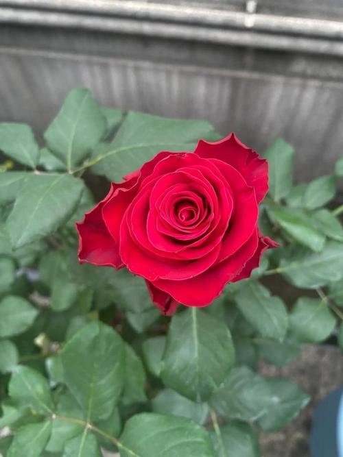 大花浓香型月季品种，大花浓香型月季品种有哪些？-第2张图片-优品飞百科