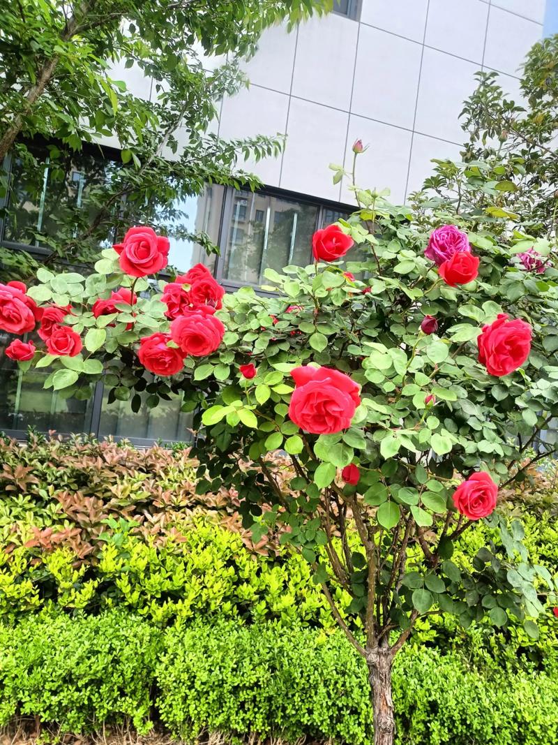 大花浓香型月季品种，大花浓香型月季品种有哪些？-第3张图片-优品飞百科