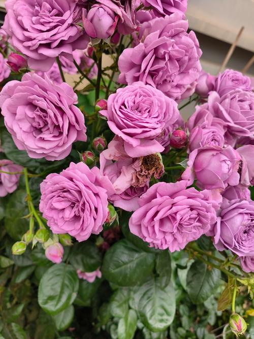 大花浓香型月季品种，大花浓香型月季品种有哪些？-第4张图片-优品飞百科