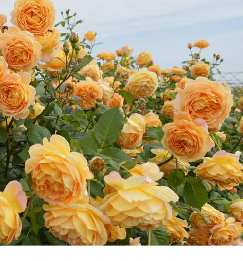 大花浓香型月季品种，大花浓香型月季品种有哪些？-第5张图片-优品飞百科