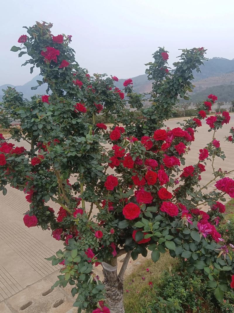 大花浓香型月季品种，大花浓香型月季品种有哪些？-第6张图片-优品飞百科