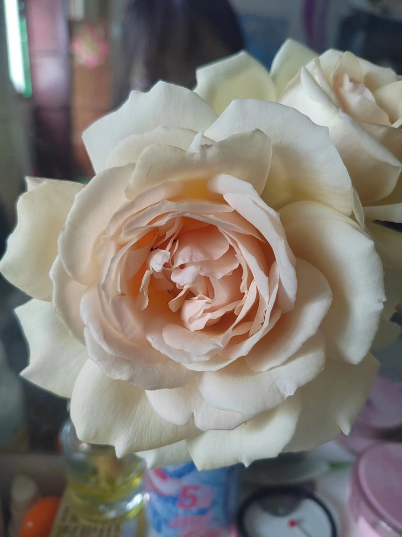 大花浓香型月季品种，大花浓香型月季品种有哪些？-第7张图片-优品飞百科