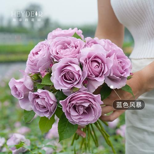 大花浓香型月季品种，大花浓香型月季品种有哪些？-第8张图片-优品飞百科