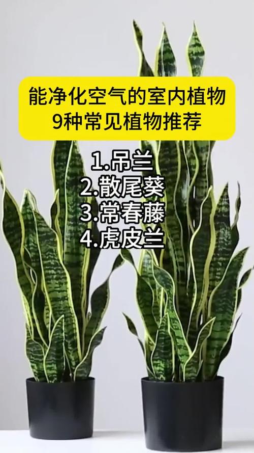 净化空气的室内植物，净化空气的室内植物图？