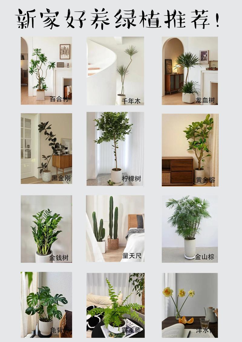净化空气的室内植物,净化空气的室内植物图?-第2张图片-优品飞百科 净化空气的室内植物,净化空气的室内植物图?-第2张图片-优品飞百科
