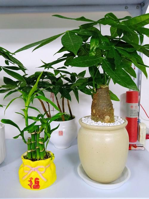 净化空气的室内植物,净化空气的室内植物图?-第4张图片-优品飞百科 净化空气的室内植物,净化空气的室内植物图?-第4张图片-优品飞百科