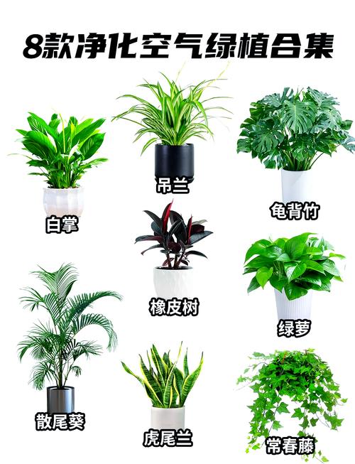 净化空气的室内植物,净化空气的室内植物图?-第5张图片-优品飞百科 净化空气的室内植物,净化空气的室内植物图?-第5张图片-优品飞百科