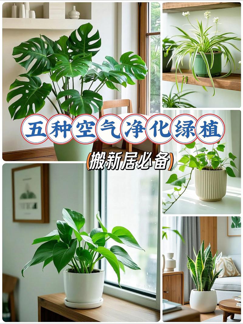 净化空气的室内植物,净化空气的室内植物图?-第6张图片-优品飞百科 净化空气的室内植物,净化空气的室内植物图?-第6张图片-优品飞百科