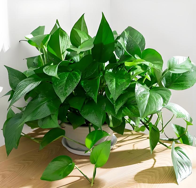 净化空气的室内植物,净化空气的室内植物图?-第7张图片-优品飞百科 净化空气的室内植物,净化空气的室内植物图?-第7张图片-优品飞百科