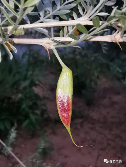 锦鸡儿有什么作用，锦鸡儿的作用-第1张图片-优品飞百科