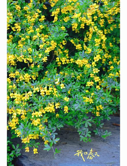 锦鸡儿有什么作用，锦鸡儿的作用-第2张图片-优品飞百科