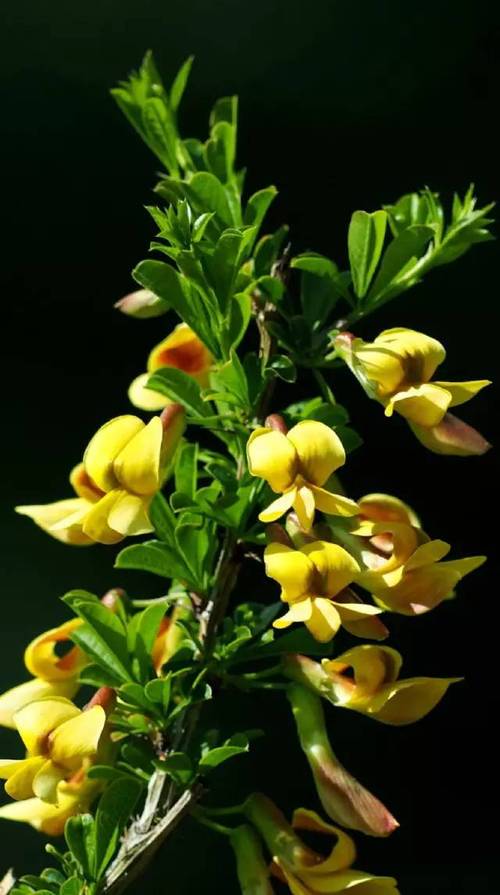 锦鸡儿有什么作用，锦鸡儿的作用-第3张图片-优品飞百科