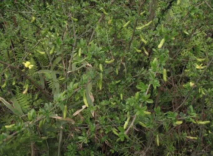 锦鸡儿有什么作用，锦鸡儿的作用-第4张图片-优品飞百科