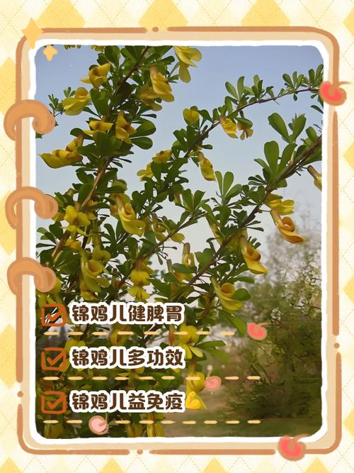 锦鸡儿有什么作用，锦鸡儿的作用-第5张图片-优品飞百科