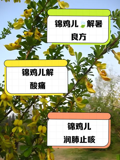 锦鸡儿有什么作用，锦鸡儿的作用-第6张图片-优品飞百科