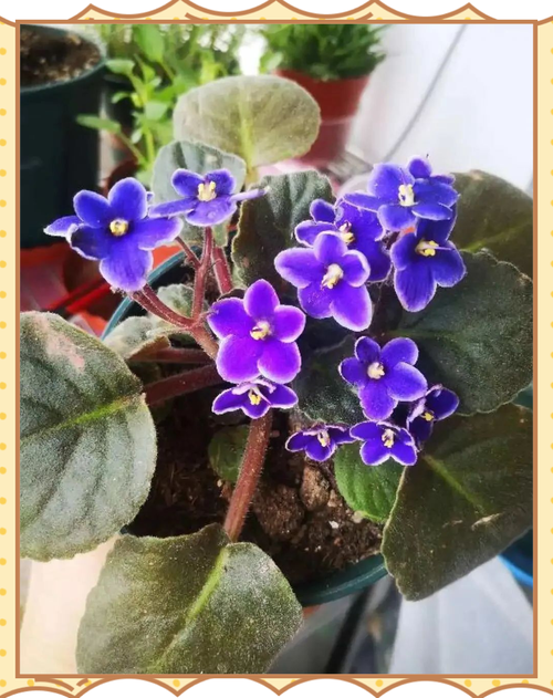 四季开花耐阴植物有哪些?四季开花耐阴植物有哪些图片?-第1张图片-优品飞百科 四季开花耐阴植物有哪些?四季开花耐阴植物有哪些图片?-第1张图片-优品飞百科