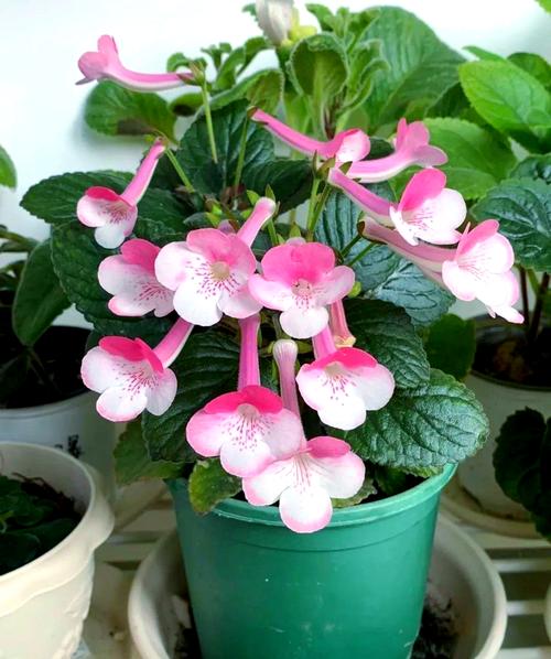 四季开花耐阴植物有哪些?四季开花耐阴植物有哪些图片?-第2张图片-优品飞百科 四季开花耐阴植物有哪些?四季开花耐阴植物有哪些图片?-第2张图片-优品飞百科