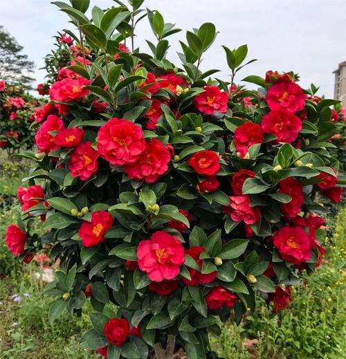 四季开花耐阴植物有哪些?四季开花耐阴植物有哪些图片?-第4张图片-优品飞百科 四季开花耐阴植物有哪些?四季开花耐阴植物有哪些图片?-第4张图片-优品飞百科