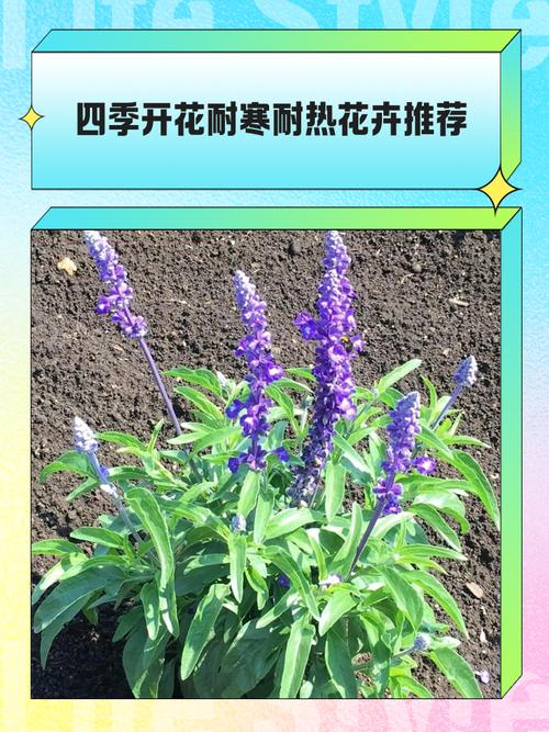 四季开花耐阴植物有哪些?四季开花耐阴植物有哪些图片?-第5张图片-优品飞百科 四季开花耐阴植物有哪些?四季开花耐阴植物有哪些图片?-第5张图片-优品飞百科