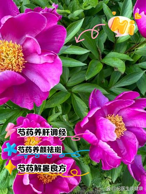 芍药的药用价值？芍药的药用价值是什么？-第2张图片-优品飞百科