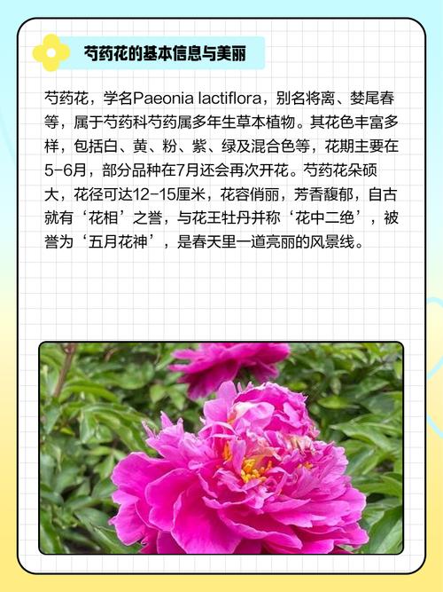 芍药的药用价值？芍药的药用价值是什么？-第3张图片-优品飞百科