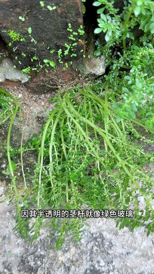 冷水花有什么作用，冷水花有什么功效-第1张图片-优品飞百科