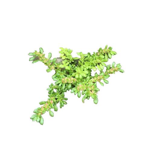 冷水花有什么作用，冷水花有什么功效-第2张图片-优品飞百科