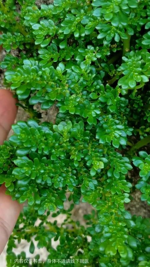 冷水花有什么作用，冷水花有什么功效-第3张图片-优品飞百科