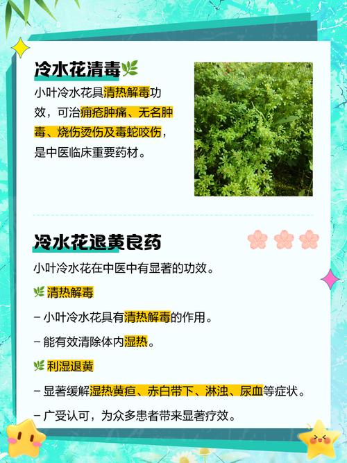 冷水花有什么作用，冷水花有什么功效-第4张图片-优品飞百科