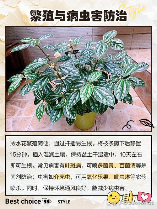 冷水花有什么作用，冷水花有什么功效-第5张图片-优品飞百科
