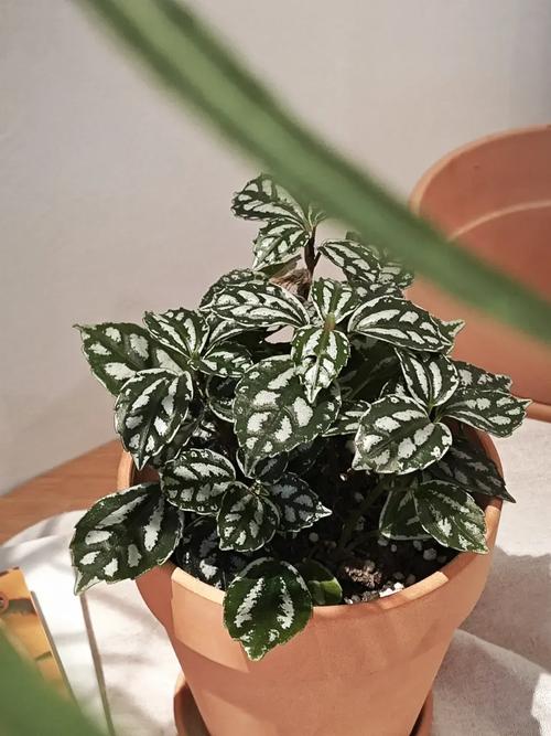 冷水花有什么作用，冷水花有什么功效-第6张图片-优品飞百科