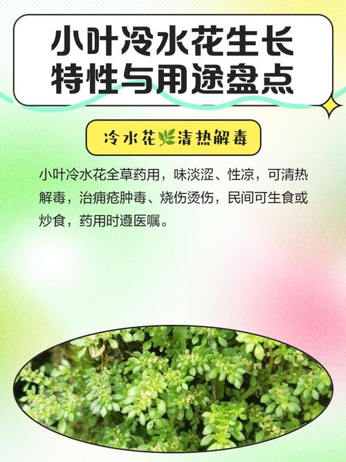 冷水花有什么作用，冷水花有什么功效-第7张图片-优品飞百科
