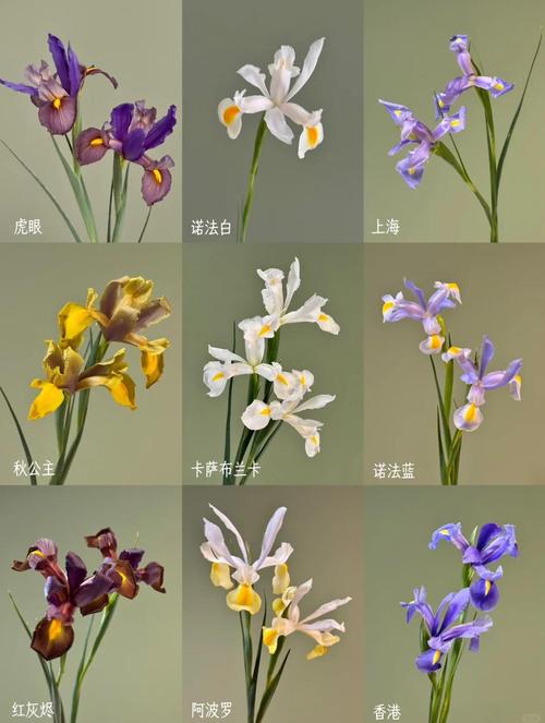 扁竹根和鸢尾的区别，扁竹根和鸢尾的区别及种植技巧？