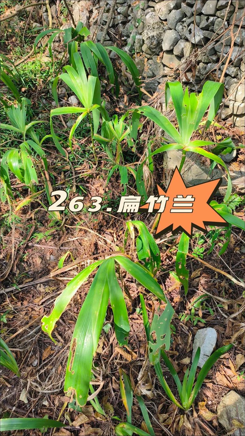扁竹根和鸢尾的区别，扁竹根和鸢尾的区别及种植技巧？-第2张图片-优品飞百科