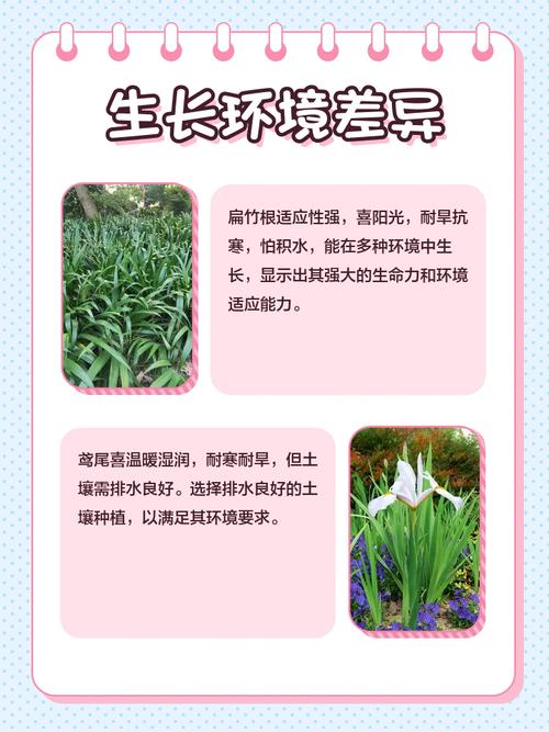 扁竹根和鸢尾的区别，扁竹根和鸢尾的区别及种植技巧？-第3张图片-优品飞百科