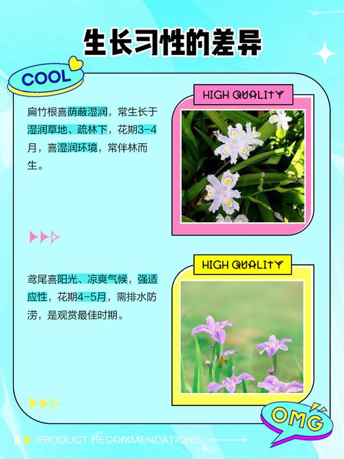 扁竹根和鸢尾的区别，扁竹根和鸢尾的区别及种植技巧？-第4张图片-优品飞百科