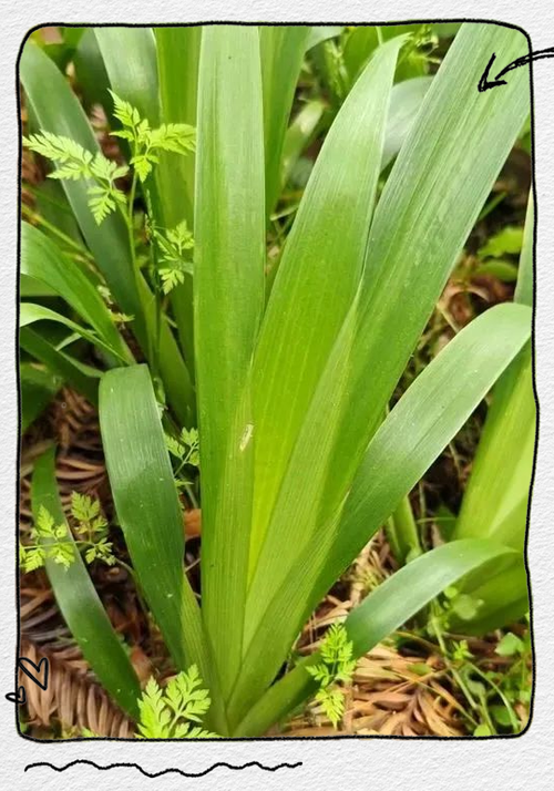 扁竹根和鸢尾的区别，扁竹根和鸢尾的区别及种植技巧？-第5张图片-优品飞百科