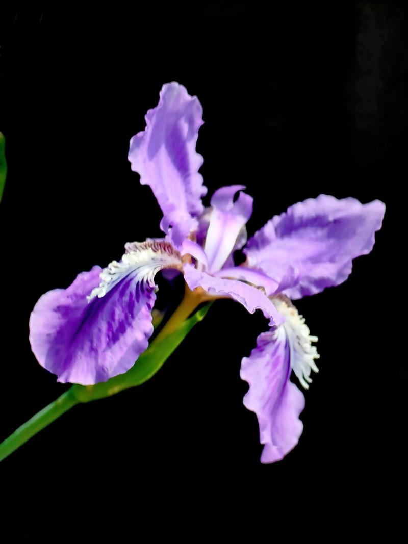 扁竹根和鸢尾的区别，扁竹根和鸢尾的区别及种植技巧？-第6张图片-优品飞百科