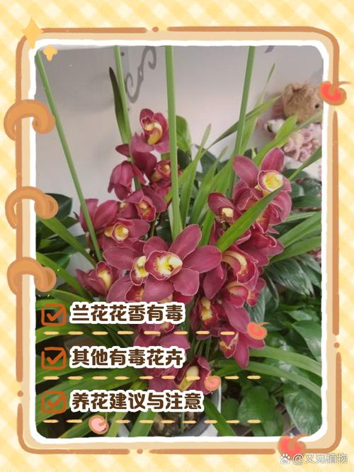 兰花对阳光有什么要求，兰花对阳光有什么要求和作用-第1张图片-优品飞百科