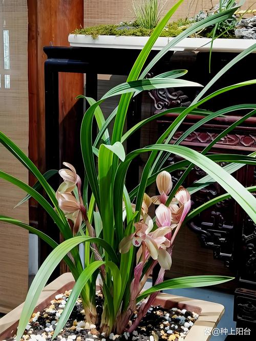兰花对阳光有什么要求，兰花对阳光有什么要求和作用-第2张图片-优品飞百科