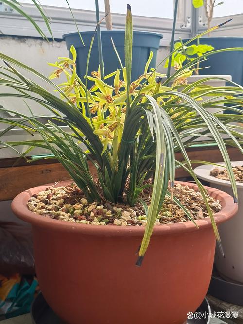 兰花对阳光有什么要求，兰花对阳光有什么要求和作用-第4张图片-优品飞百科